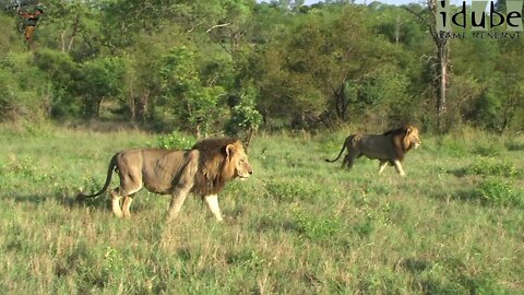 Majestic Lions In Glorious Sunshine