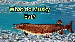 What do Musky Eat?