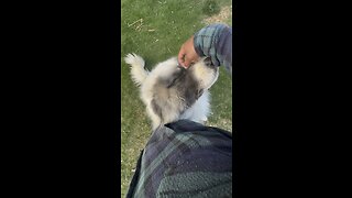 Great Pyrenees (Bleu) getting some love