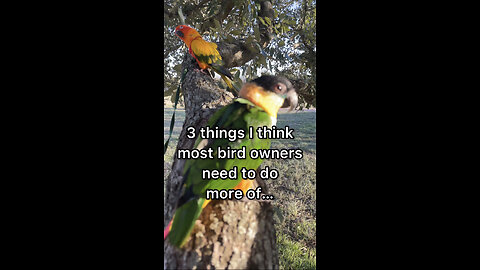 3 Things Bird Owners Need to Do More Of!