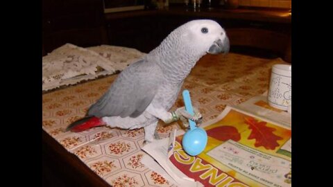 Talking parrot asks squirrel to speak funny