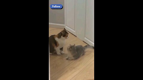 Funny cat videos 🐱 #cute #cat #short
