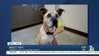 Fifi the dog is up for adoption at the Humane Society of Harford County