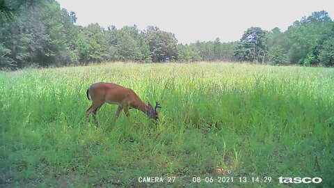 Deer and current wildlife in the area.