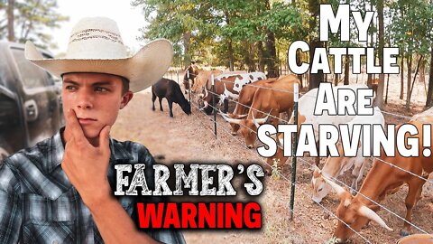 My Cattle Are (STARVING!) WHAT TO DO? ~ Farmer's Warning ~ 2022 (DROUGHT) ~ Food Shortages