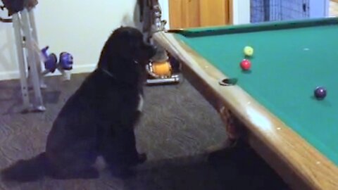Sampson Steals a Pool Ball