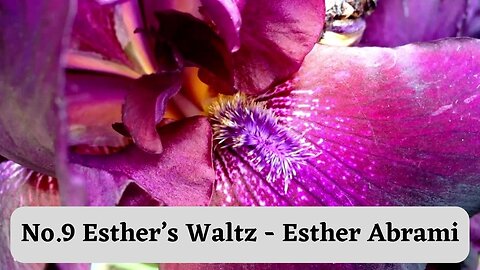 No.9 Esther’s Waltz - Esther Abrami