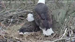Hays Eagles Mom "If I move the sticks, he will get off my eggs"!! 3.18.20