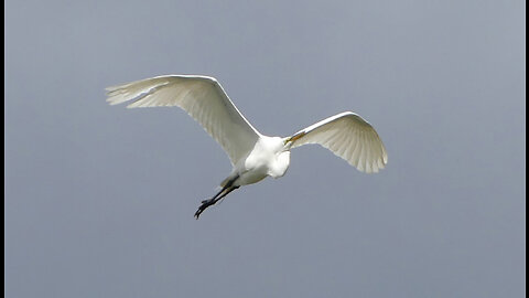 Great Egret (白鷺) Photo