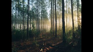 Forest Sounds | Woodland Ambience, Bird Song
