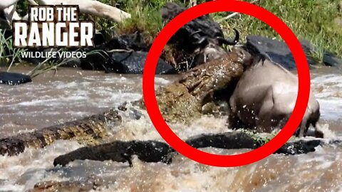 Crocodiles Catch Migrating Gnus | Maasai Mara Safari | Zebra Plains