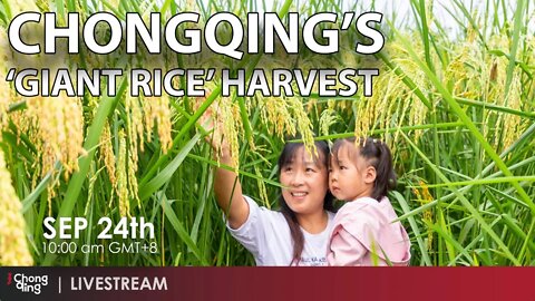 🔴LIVE: Chongqing's 'Giant Rice' Harvest