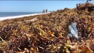 Where is the sargassum seaweed in the Atlantic Ocean going?