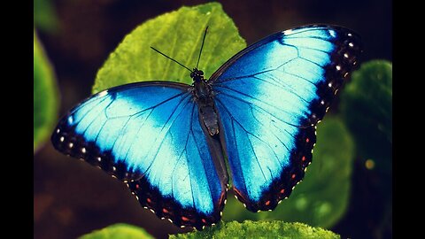 Beautiful Butterflies of the world !!!!!