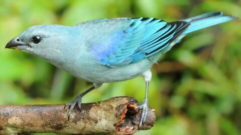 Melhor Chamado de Fêmea de Sanhaço Azul para Esquentar o Macho