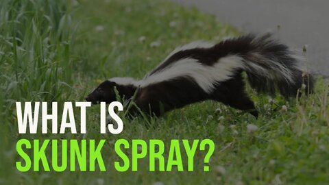 What Is Skunk Spray And Why Does it Smell So BAD? #shorts