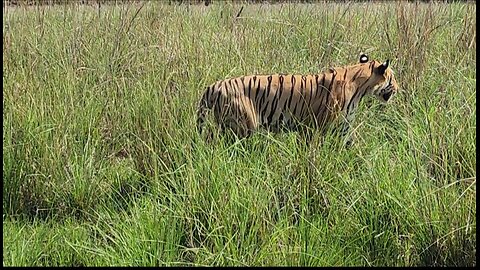 Thrilling Encounter: Majestic Tiger Sighting at Tadoba-Andhari Tiger Reserve Safari! PART 2