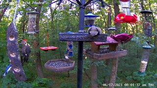 Pileated woodpecker defends log