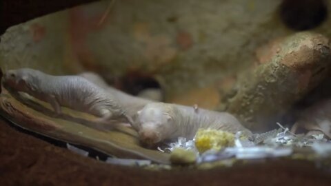 Cat TV: Take your Cat to the Dallas Zoo - Mole Rat #felinetelevision