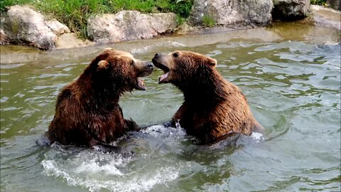2 Bears are Preciously Playful With Each Other