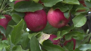 New guidelines for apple picking in Niagara County