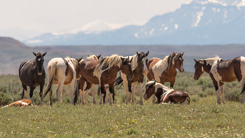 Part 1 Wild Horses of Wyoming Photography by Karen King