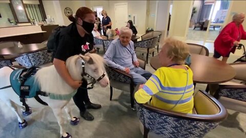 Mini horses from Honey's Mini Therapy Adventures make major impact with seniors