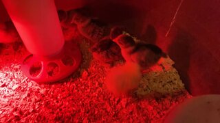 WE GOT SOME NEW BABY CHICKS.