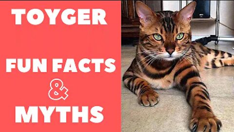 Toyger Cats - Fun Facts & Myths