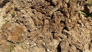 The Gold Bracelet Metal Detecting The Old Ground