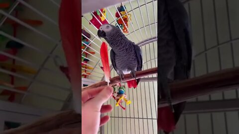 Talking Parrots#beautiful bird