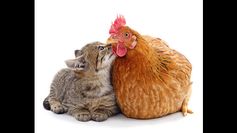 Cat v/s Chicken. Be ready to watch what happens next and get ready to Laugh