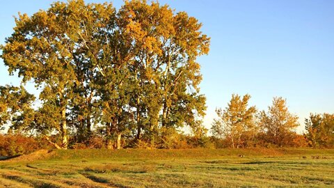 The beginning of autumn in the Forests of the Caucasus / Wonderful Singing of the Nightingale!