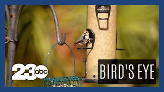 Great Backyard Bird Count takes place this weekend