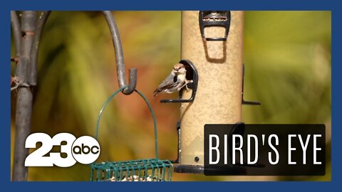 Great Backyard Bird Count takes place this weekend