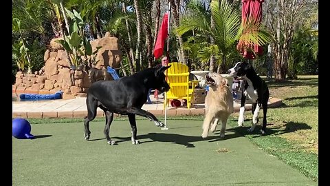 Great Danes Play Monkey In The Middle With Golden Retriever