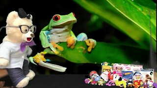 Learn about Frogs with Chumsky Bear! | Biology | Educational Videos for Kids