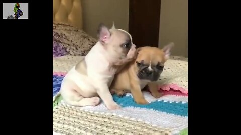 French bulldog pups!! ❤️