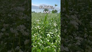 Can Cover Crops Eliminate Fertilizers? #covercrops #regenerativeagriculture #soilhealth