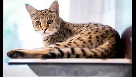 Savannah Splendor: The World’s Most Expensive and Largest Cat Breed!