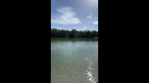 Livestream Clip - Crabs And Dolphins Oh My At Little Hickory Beach Before Ian Part 1