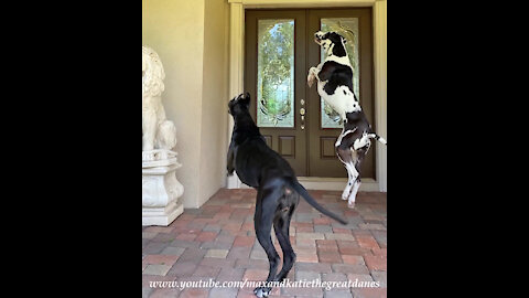 Funny Flying Spidey Squirrel Teases Bouncing Great Danes