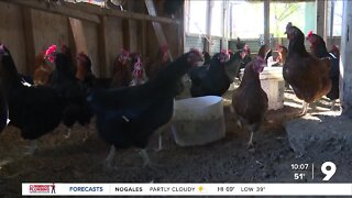 Egg prices going up due to shortage caused by avian flu