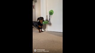 Cute Dachshund puppy playing with toy