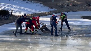Firefighters rescue elk from icy pond