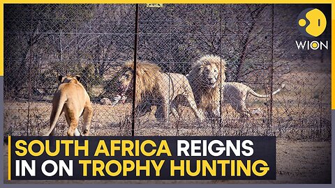 South Africa to end captive lion breeding for hunting | Latest English News | WION