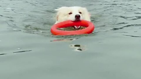 Disciplined Dog Follows Countless Orders Before Going Swimming