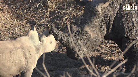 Southern White Rhino: Family Spa