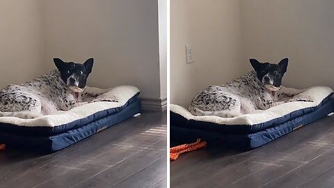 Super Guilty Pup Hilariously Looks To Mom For Help