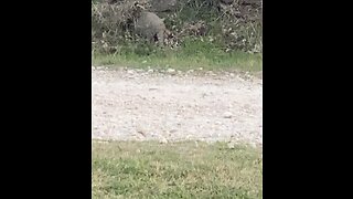 Armadillo finding his food